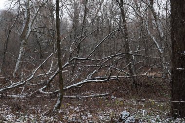Vahşi ölü ormandaki ilk kar.