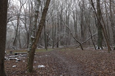 Kış ormanlarında yol, kışın ilk günü.