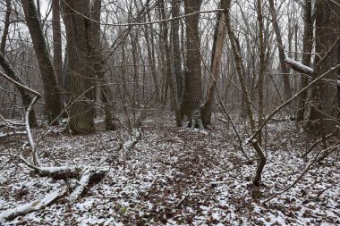 Kış ormanlarında yol, kışın ilk günü.