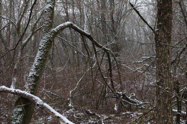 Vahşi ölü ormandaki ilk kar.