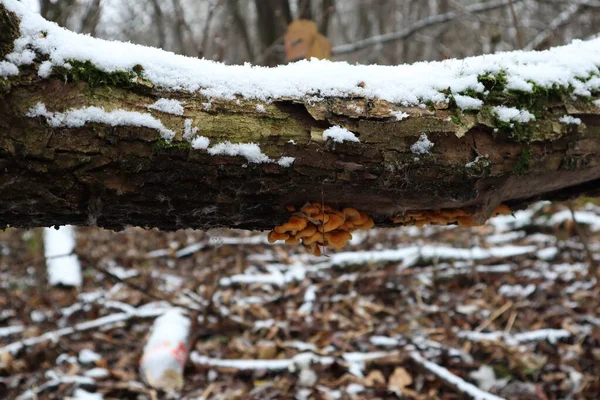 Haste Veludo Sob Árvore Floresta Inverno — Fotografia de Stock