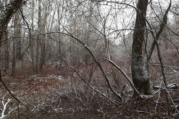 Pierwszy Śnieg Dzikim Lesie — Zdjęcie stockowe