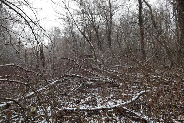 Primera Nieve Bosque Salvaje Árboles Muertos —  Fotos de Stock