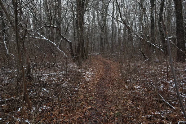Caminho Floresta Inverno Primeiro Dia Inverno — Fotografia de Stock