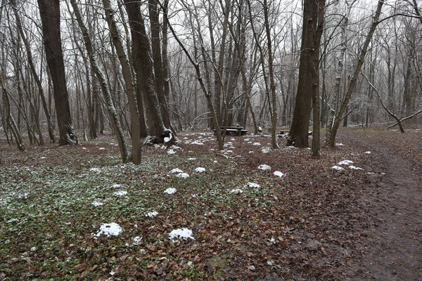 Poços Toupeira Floresta Inverno Primeira Neve — Fotografia de Stock