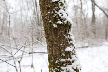 Ağaç kabuğu moss ve kar ile