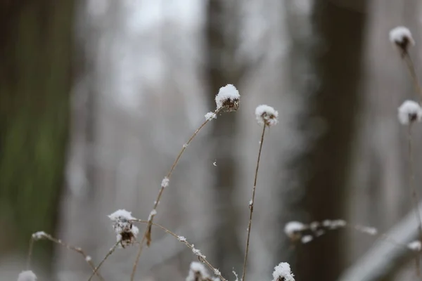 Suchá Tráva Sněhu První Sníh Lese — Stock fotografie