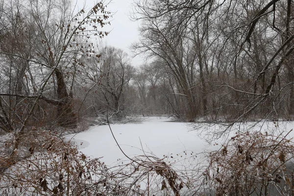 池塘被雪覆盖着 — 图库照片