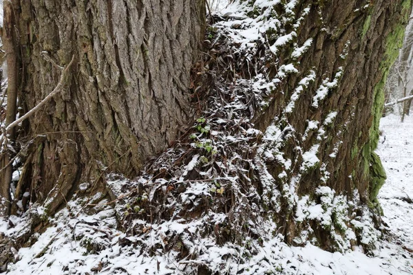 Baumrinde Mit Moos Und Schnee — Stockfoto