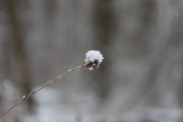 Erba Secca Nella Neve Prima Neve Nella Foresta — Foto Stock