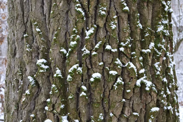 Ağaç Kabuğu Moss Kar Ile — Stok fotoğraf