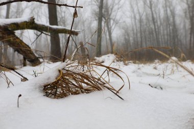 Kış ormanında kurumuş ot