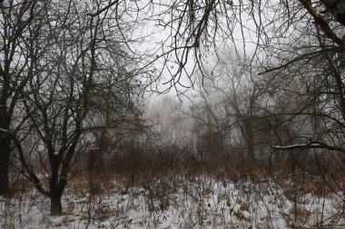 Kış ormanında yoğun sis