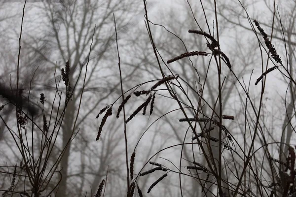 Sušená Tráva Zimním Lese — Stock fotografie