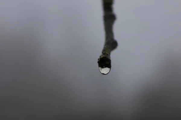 Waterdruppels Droge Takken — Stockfoto