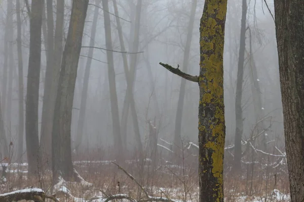 Brouillard Épais Dans Forêt Hiver — Photo