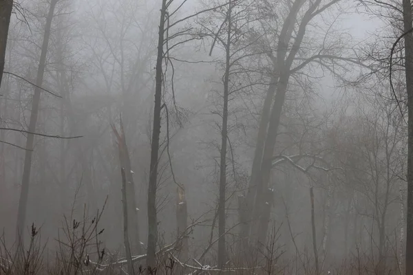 Brouillard Épais Dans Forêt Hiver — Photo