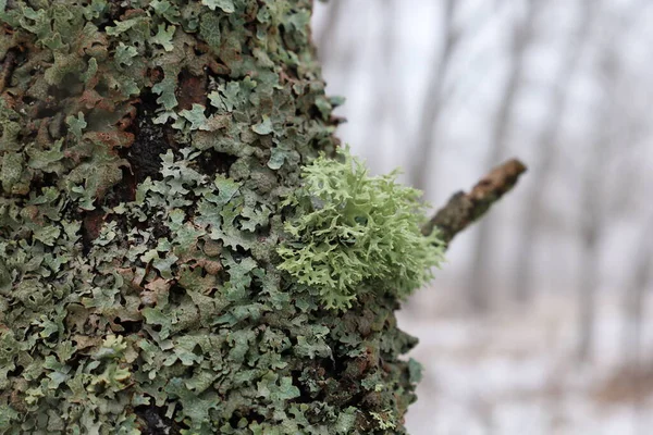 Evernia Prunastri Drzewie Pokrytym Mchem — Zdjęcie stockowe