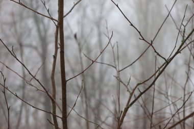 Kış ormanında yoğun sis