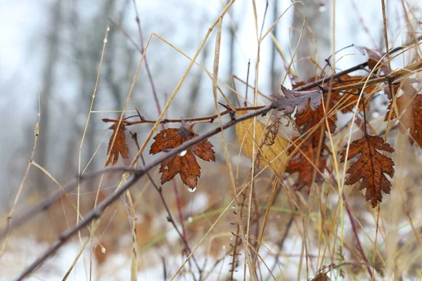 Foglie Crataegus Marshallii Nella Foresta Invernale — Foto Stock