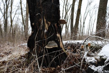 Soğuk bahar ormanlarında mantar 