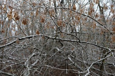 Karlı ormanda sıcak bir kış.