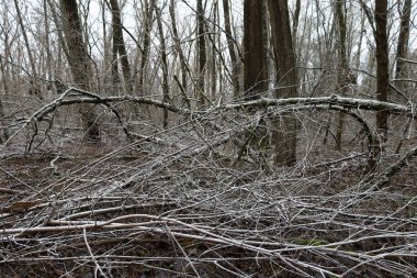 Karlı ormanda sıcak bir kış.