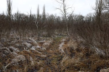 Kış ormanında donmuş çimenler