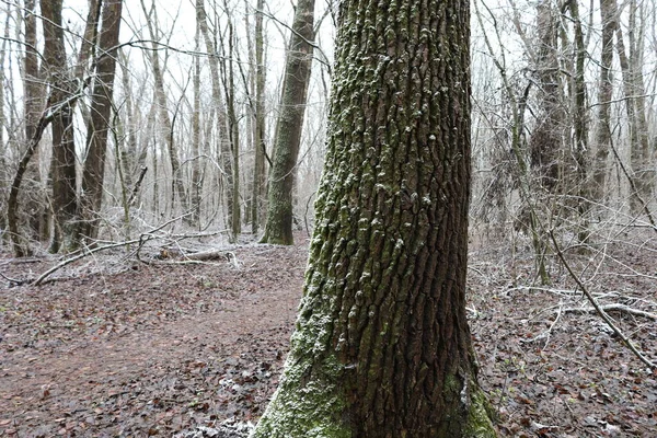 Kış Ormanında Yosunlu Bir Ağaçta Kar — Stok fotoğraf