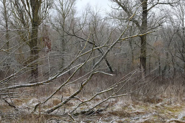 Warm Winter Forest Snow — Foto Stock