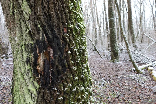 Schnee Auf Einem Baum Mit Moos Winterwald — Stockfoto