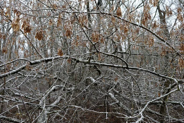 Inverno Quente Floresta Com Neve — Fotografia de Stock