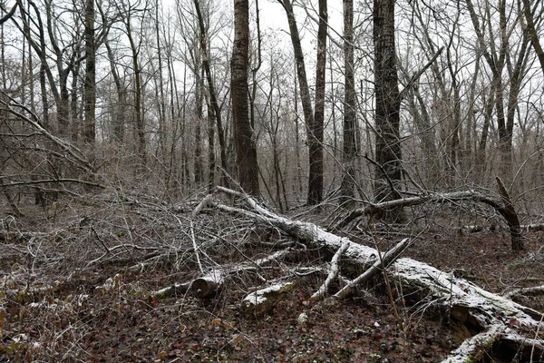 Hiver Chaud Dans Forêt Avec Neige — Photo