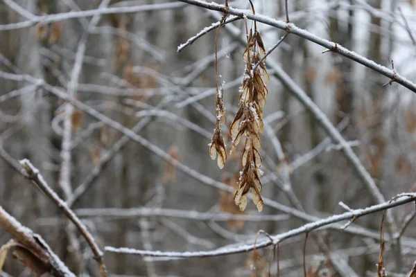 Снег Траве Зимой Теплый Лес — стоковое фото