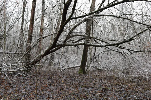 Warm Winter Forest Snow — Stock Photo, Image