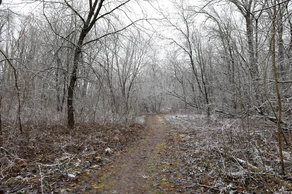 Vägen Skogen Vinter Varm Skog — Stockfoto