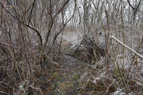 森林中的小径 冬季温暖的森林 — 图库照片