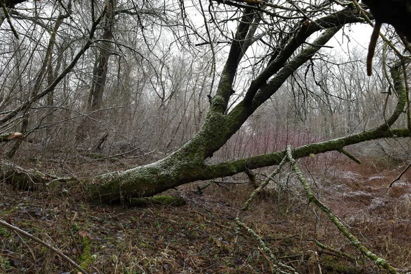 Hiver Chaud Dans Forêt Avec Neige — Photo