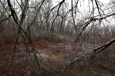 Karlı ormanda sıcak bir kış.