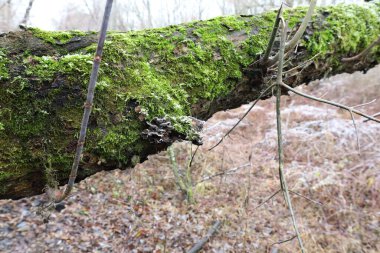 Soğuk bahar ormanlarında mantar 