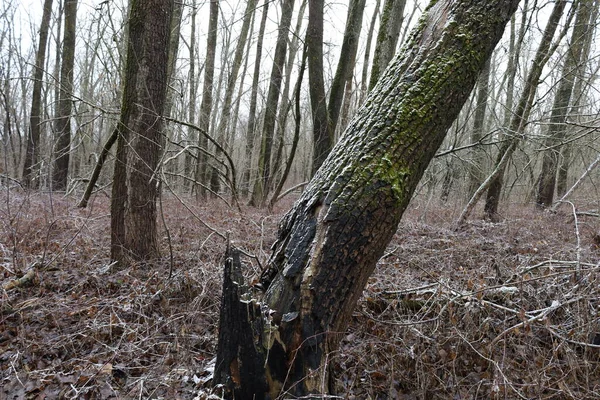 Arbres Brisés Dans Forêt Hiver — Photo