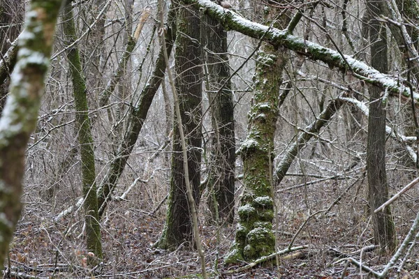 Neige Sur Arbre Avec Mousse Dans Forêt Hiver — Photo