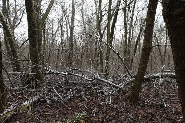 Hiver Chaud Dans Forêt Avec Neige — Photo