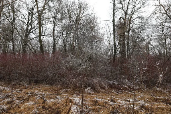 白天被雪覆盖的森林 — 图库照片