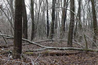 Soğuk sonbahar ormanı, yağmurlu orman 