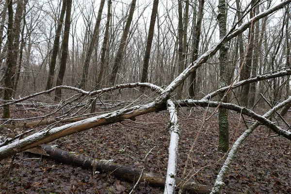 Σπασμένα Δέντρα Στο Χειμερινό Δάσος — Φωτογραφία Αρχείου