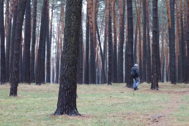 Çam ormanında yürü