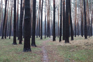 Çam ormanında sıcak kış 