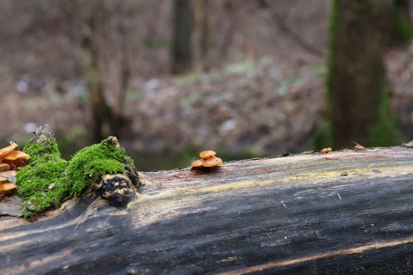 Samtschenkel Moos Und Schnee — Stockfoto