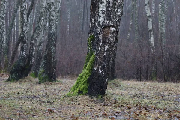 Birch Forest Evening Cloudy Weather — стокове фото